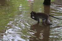 Aap in water
