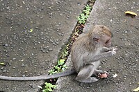 Aapje