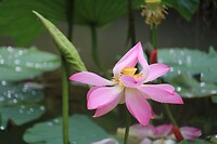 Bloem in de gracht