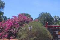 Bougainville