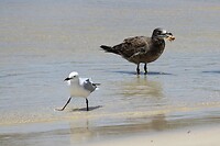 Vogels op het strand 1