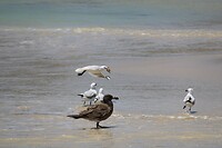 Vogels 2
