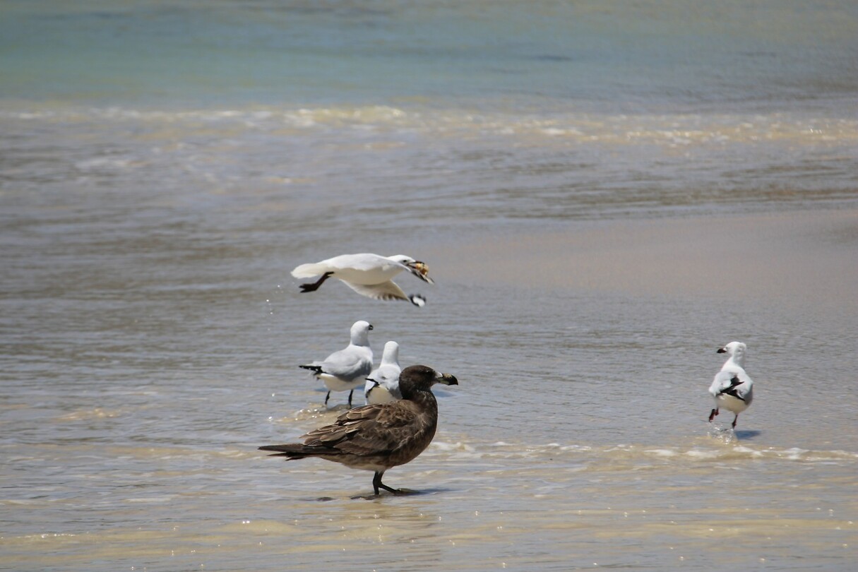Vogels 2