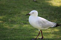 Vogel 3