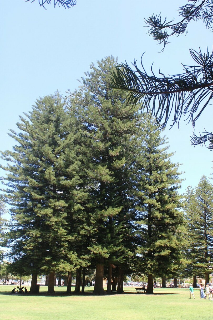Park 2