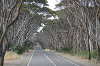 Een tunnel van Eucalyptusbomen