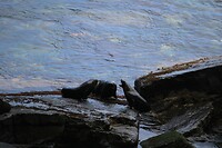 Zeehonden onder de Arch