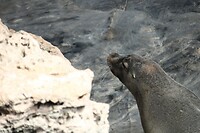 Zeehond