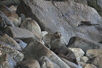 Zeehond