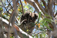 Koala 1 in Eucalyptusboom