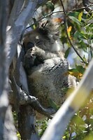 Koala 2