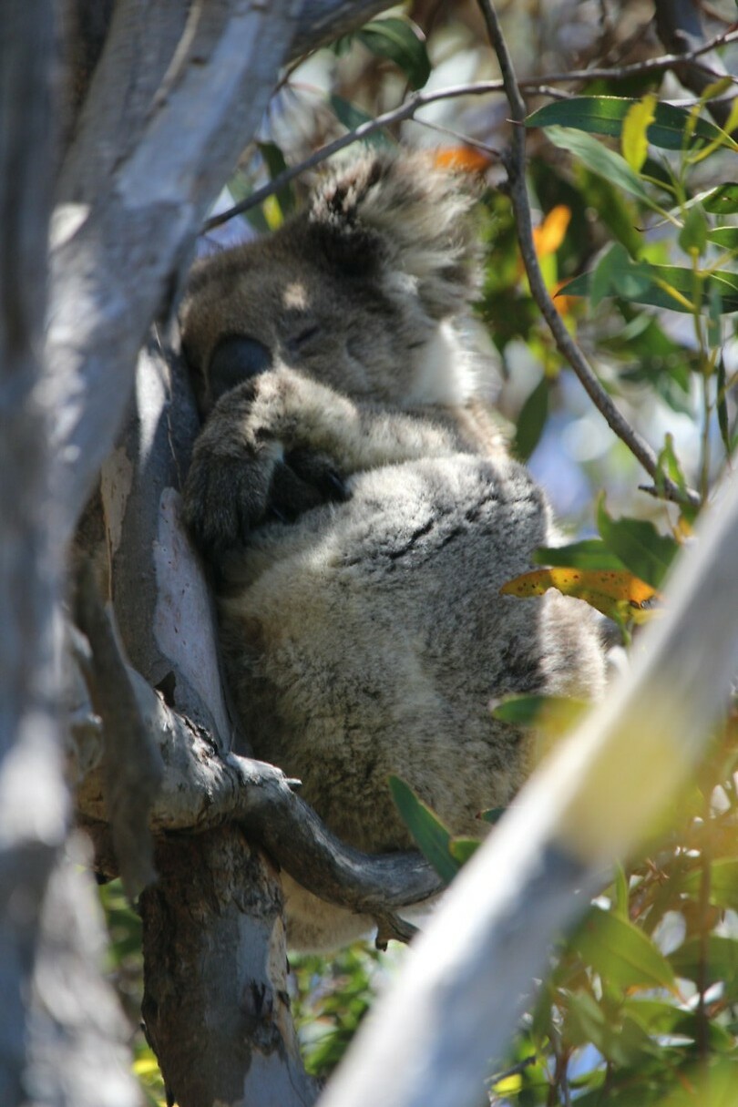 Koala 2