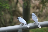 Vogel(s)