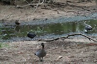Vogel(s)