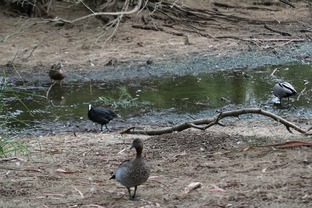 Vogel(s)