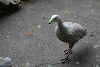 Vogel(s)