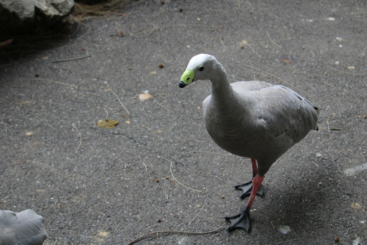 Vogel(s)