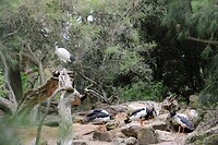 Vogel(s)