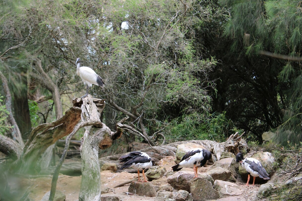 Vogel(s)