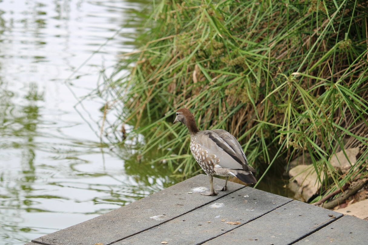 Vogel(s)