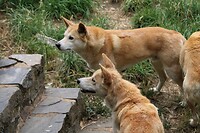 Dingo 1