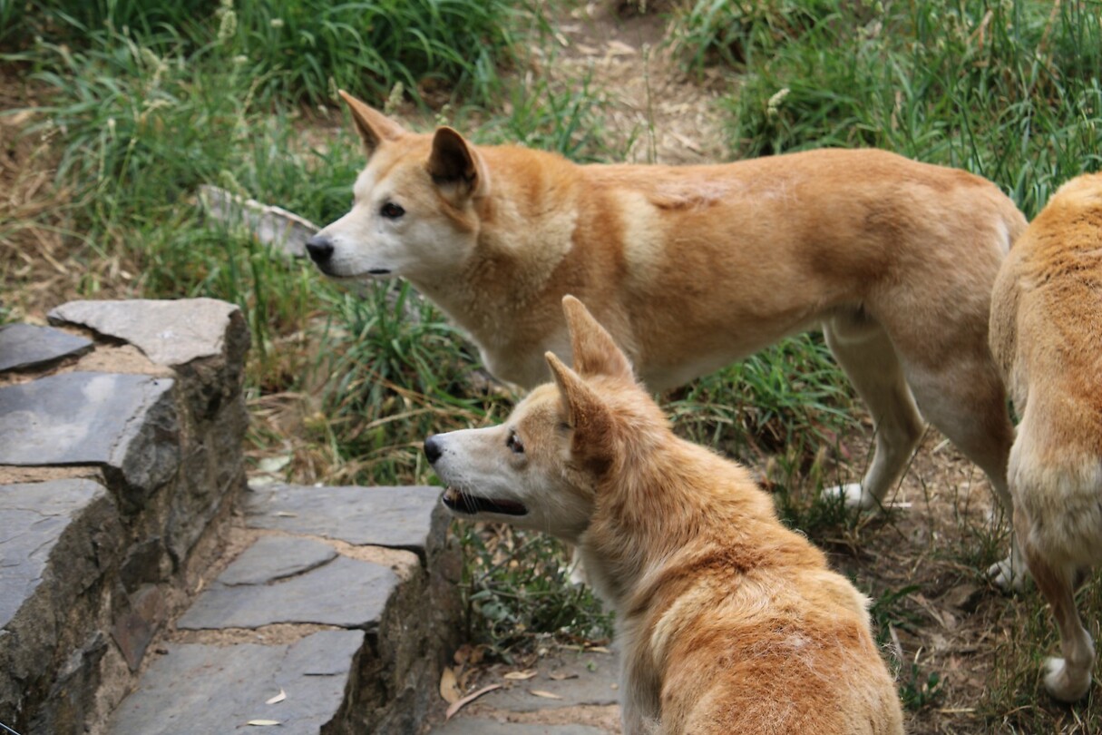 Dingo 1