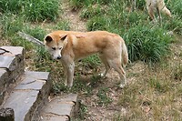 Dingo 2