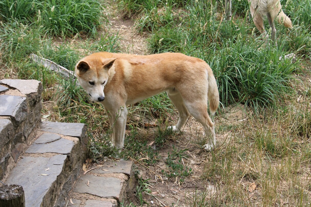 Dingo 2