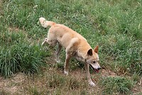 Dingo 3