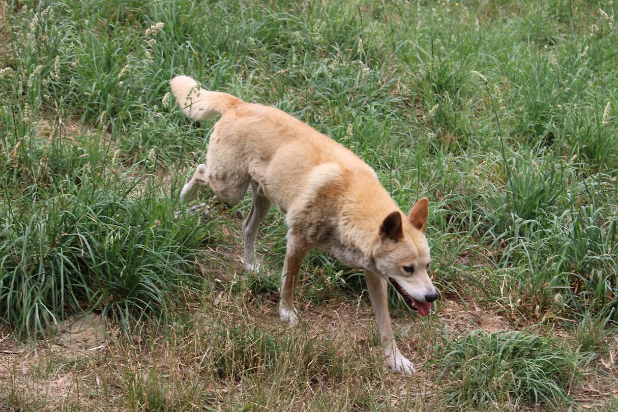 Dingo 3