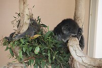 Slapende koala