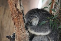 Slapende koala