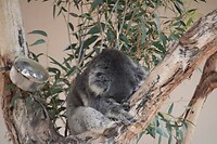 Slapende koala