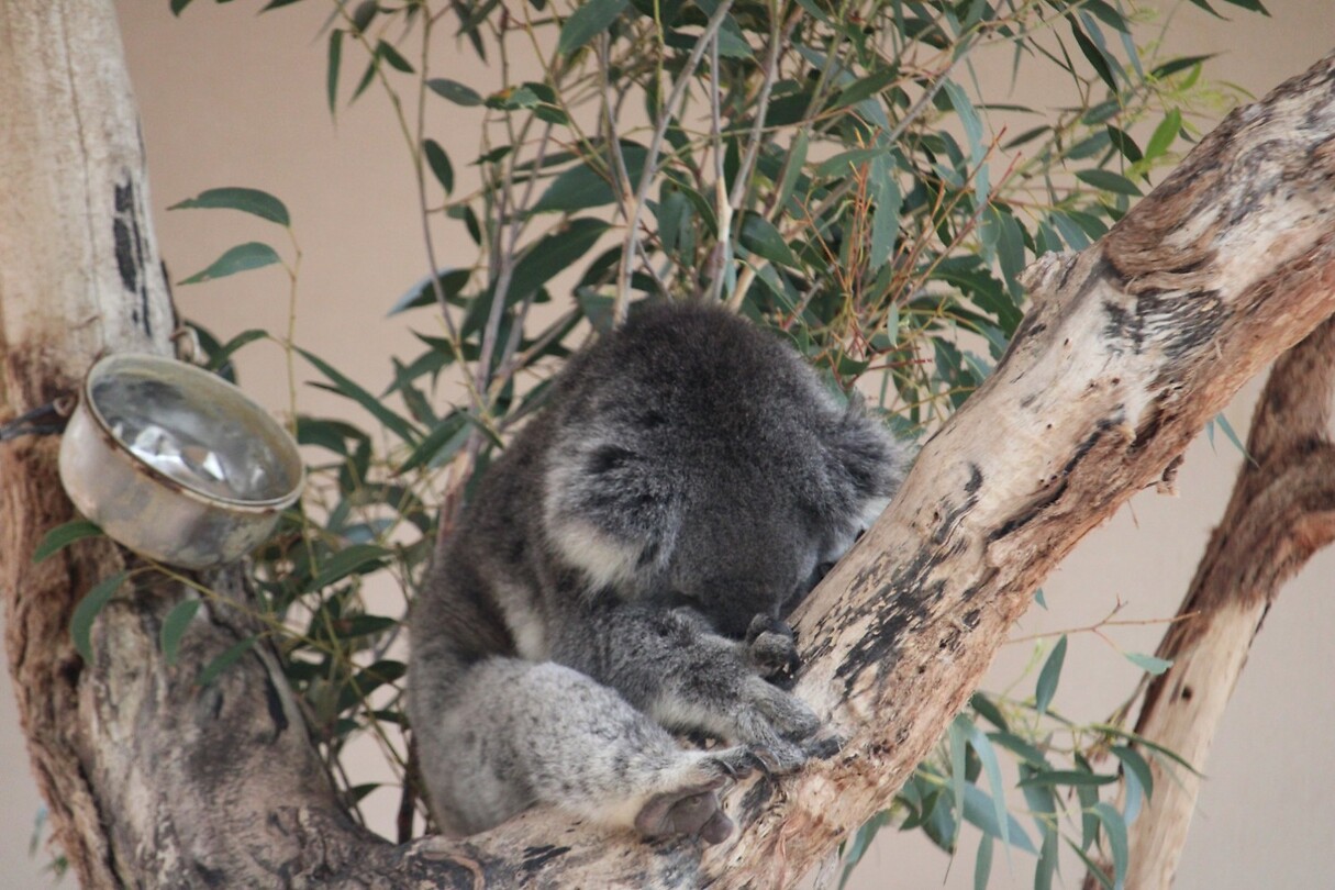 Slapende koala