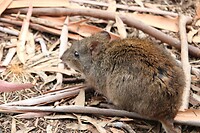 Wombat 1