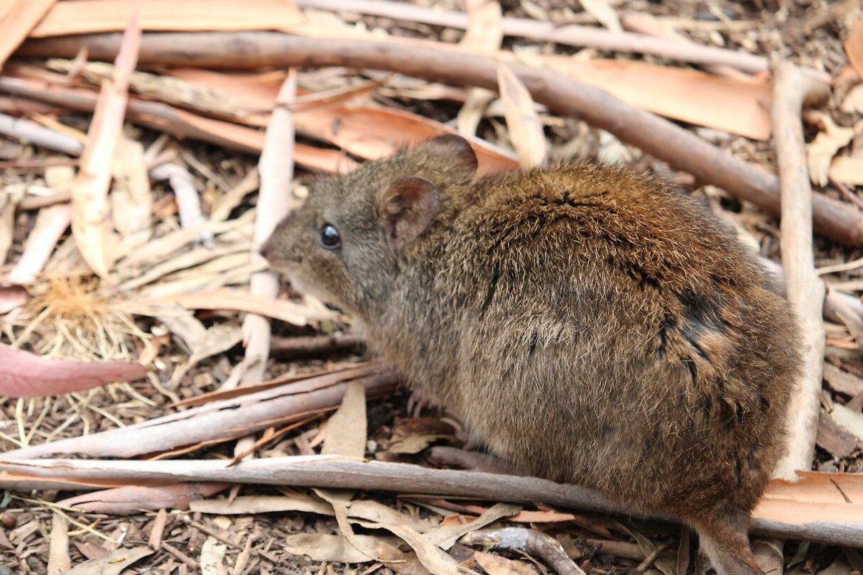 Wombat 1