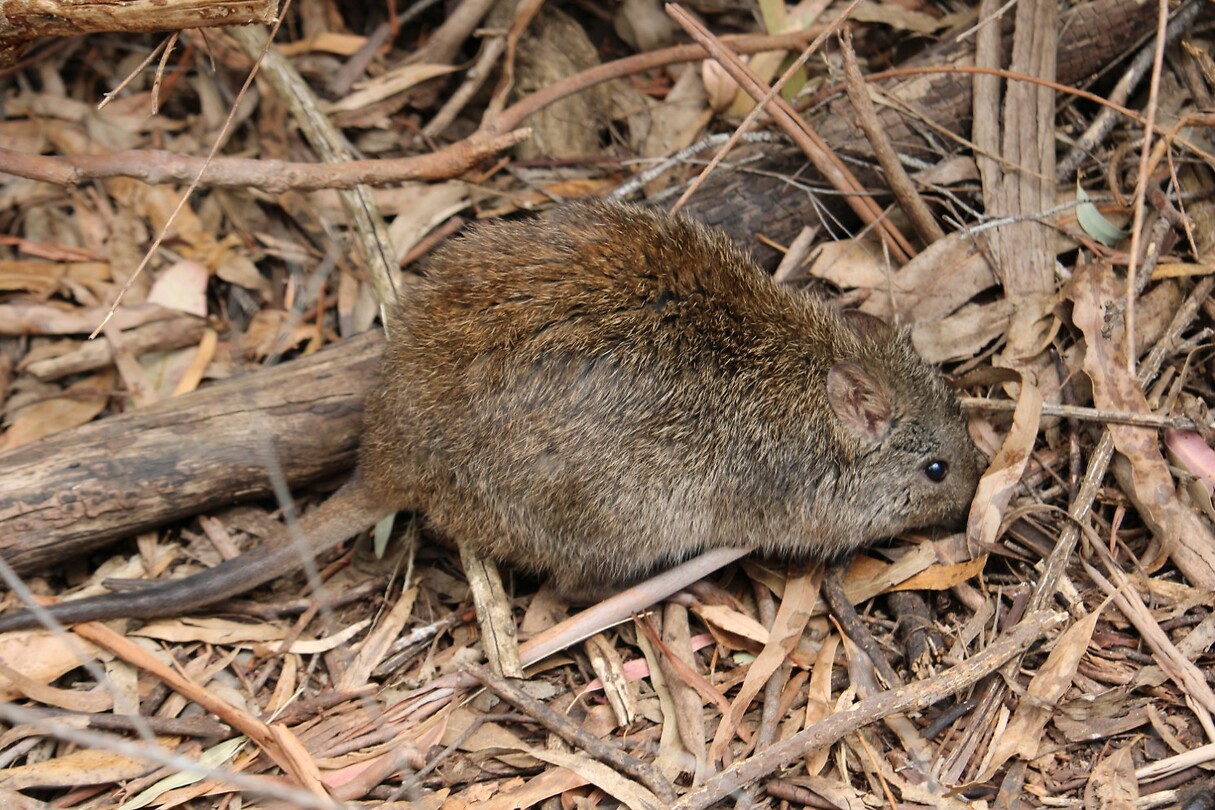 Wombat 2