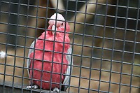 Vogel(s)
