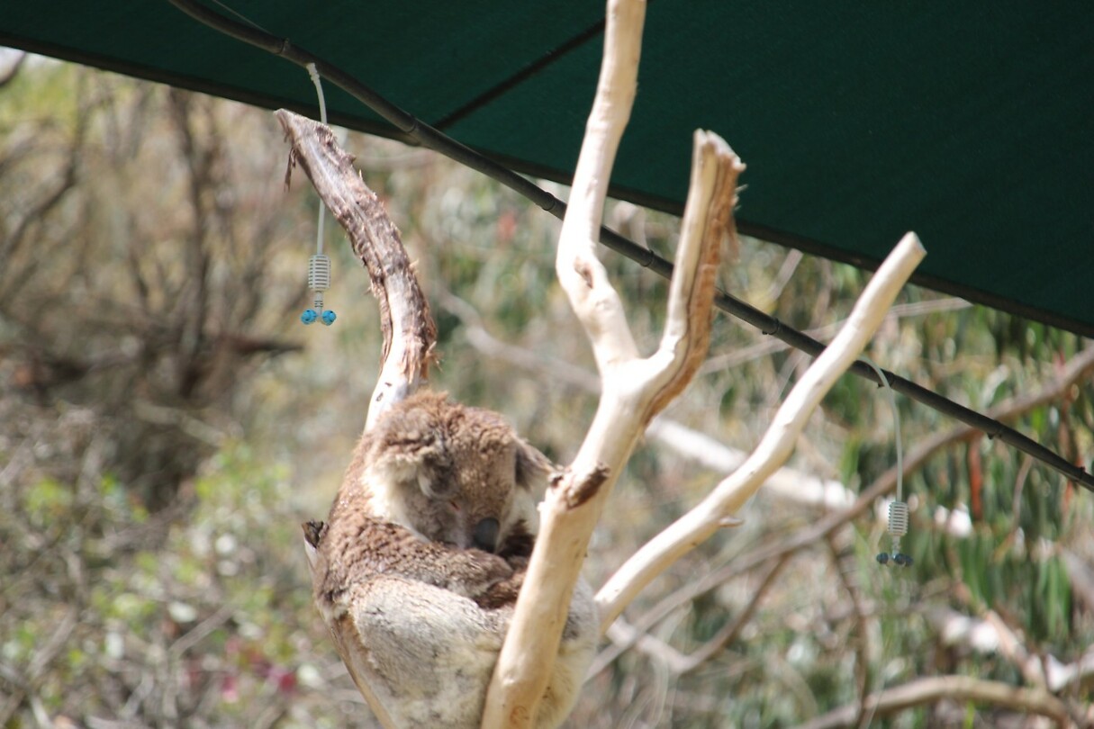 Nog een slapende koala