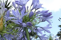 Bloem