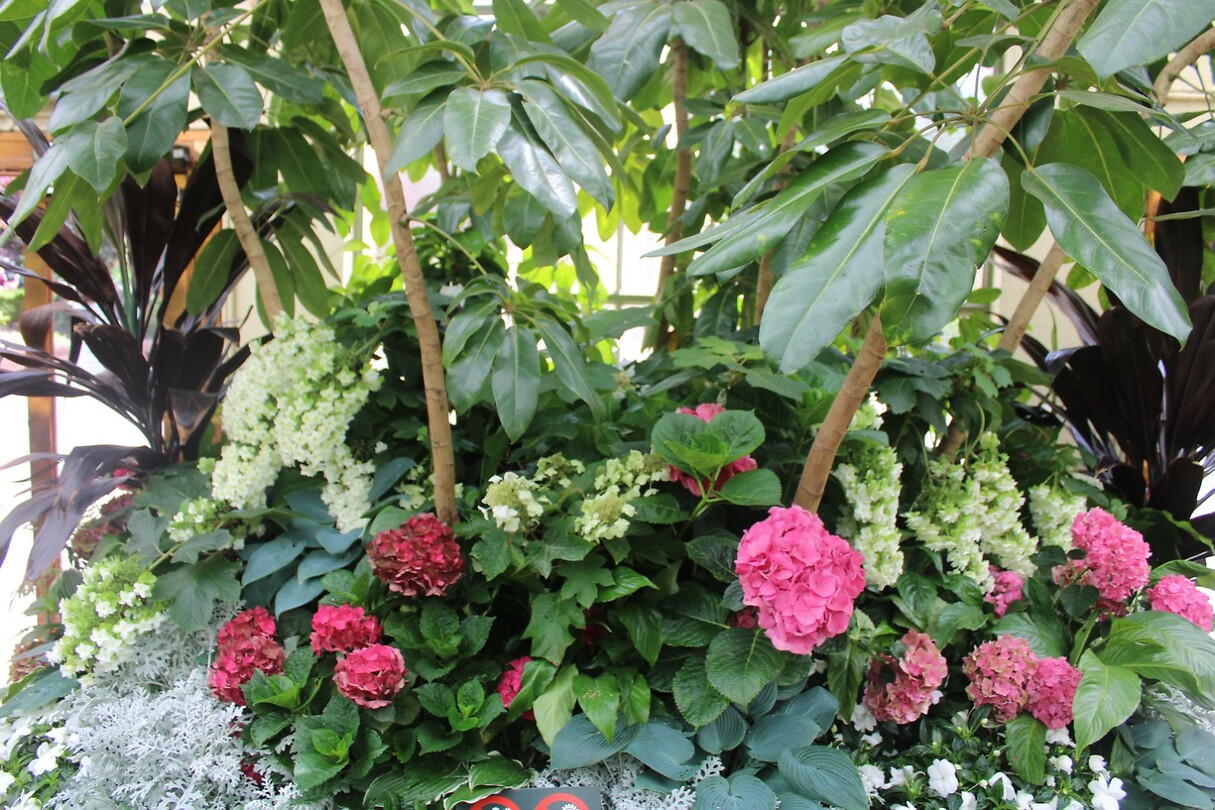 In de conservatory
