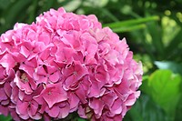 Bloem
