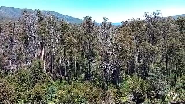 Tahune Forest Airwalk