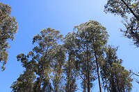 Hoge bomen