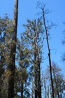 Eucalyptusbomen