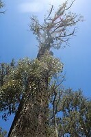 Een heel oude Eucalyptus
