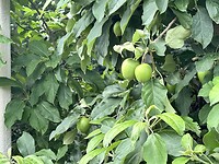 IMG_5940
