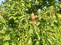 IMG_6005