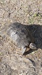 Schildpad!