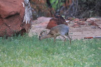 Dikdik bij de Waterberg Lodge